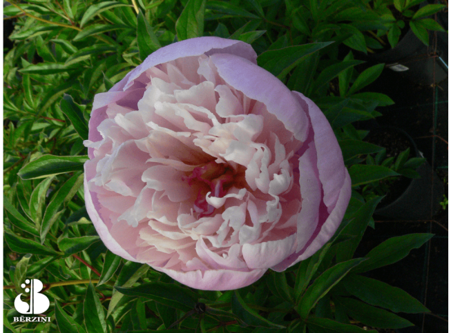 Paeonia lactiflora   'Nymphe'